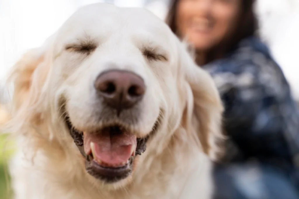 Veterinary Care: Health for Your Pets